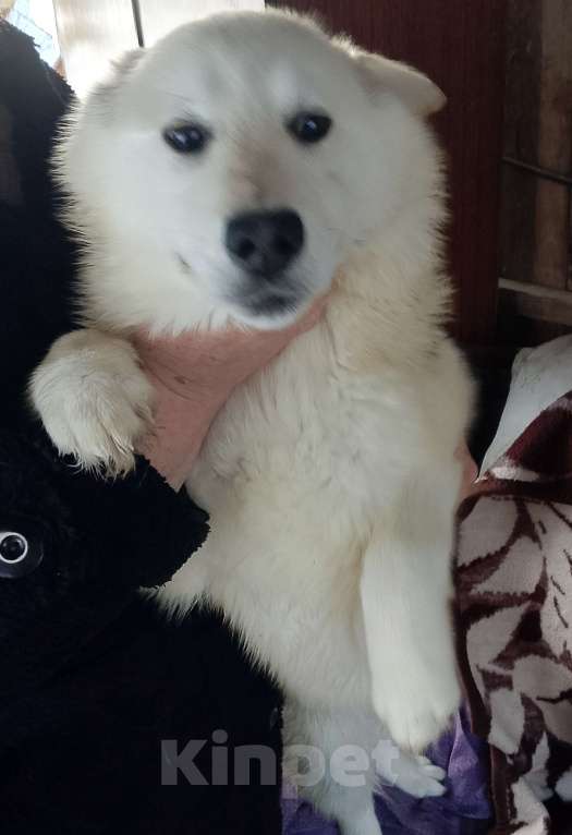 Собаки в других городах Рязанской области: Щенки в добрые руки. Разнополые, Бесплатно - фото 7