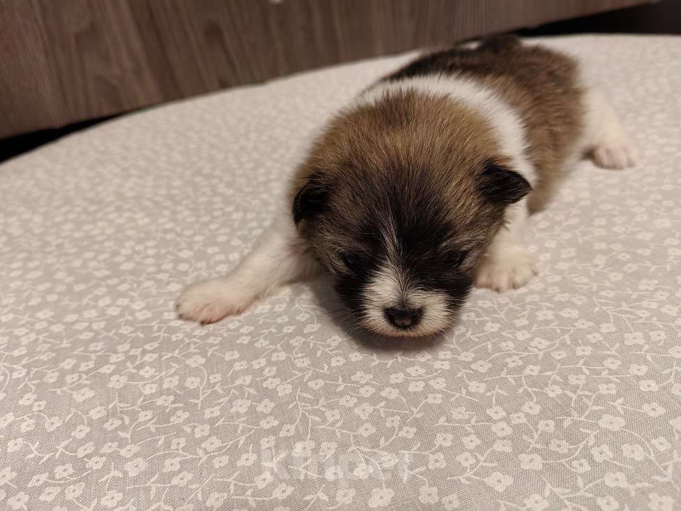 Собаки в Самаре: Немецкий шпиц Девочка, 40 000 руб. - фото 6