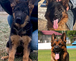 Собаки в Иркутске: Немецкая овчарка Девочка, 50 000 руб. - фото 6
