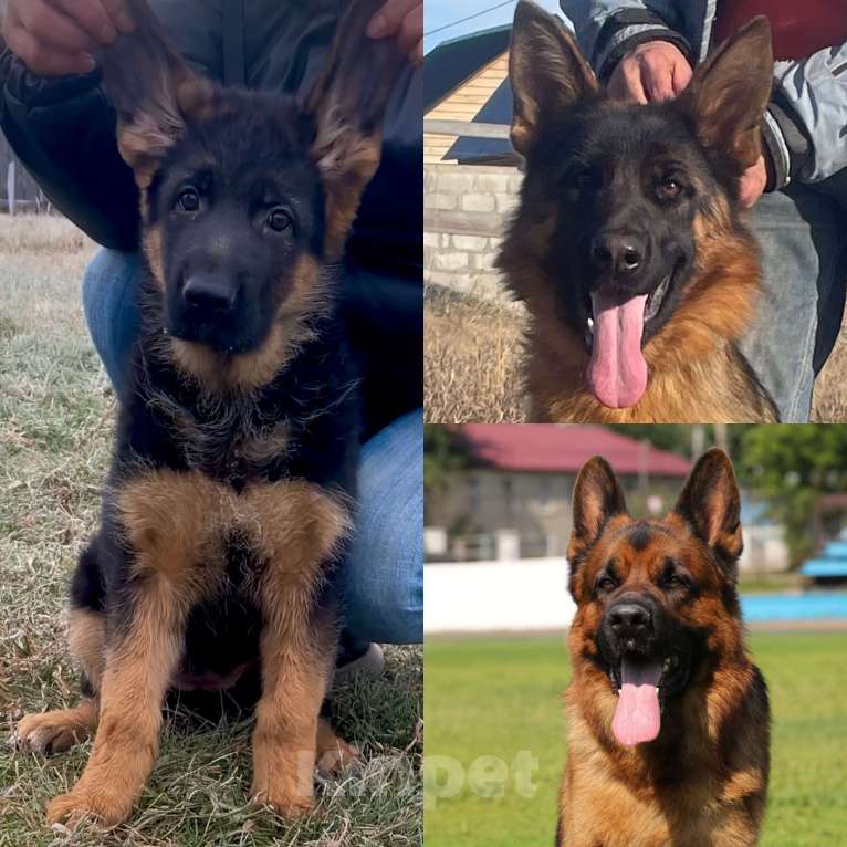Собаки в Иркутске: Немецкая овчарка Девочка, 50 000 руб. - фото 6