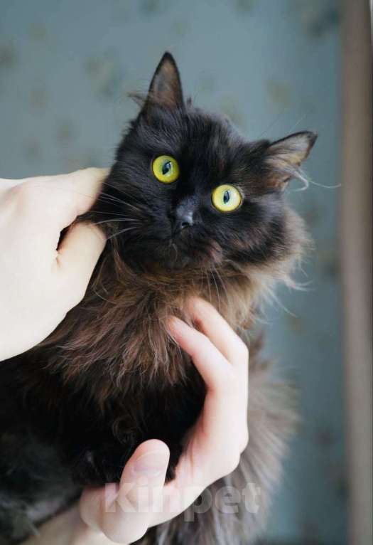 Кошки в Москве: Котенок Трюфель ищет дом Мальчик, Бесплатно - фото 2