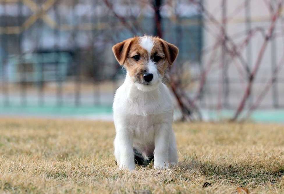 Собаки в Новосибирске: Щенок Джек Рассел терьера  Мальчик, 30 000 руб. - фото 3
