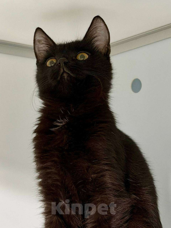 Кошки в Москве: Ося Мандельштам ищет семью Мальчик, Бесплатно - фото 2