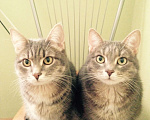 Кошки в Щелково: Кошка Миша Девочка, Бесплатно - фото 1