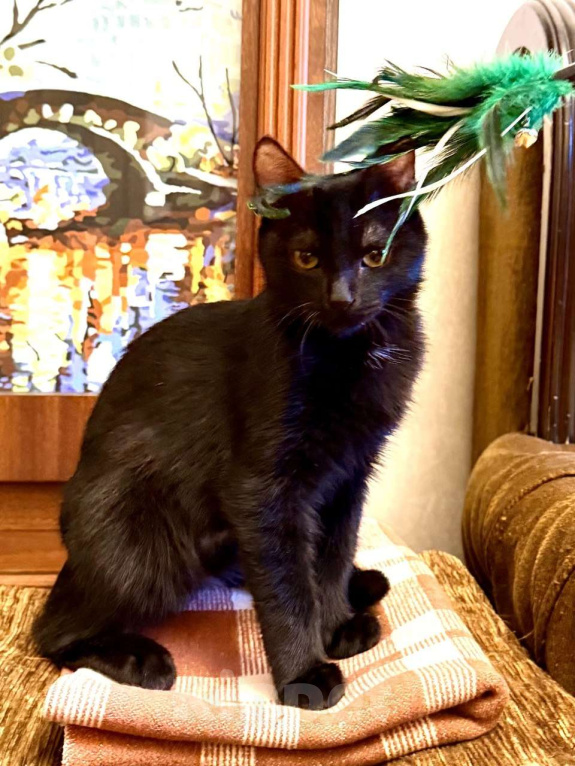 Кошки в Москве: Я очень жду мою маму Мальчик, Бесплатно - фото 9