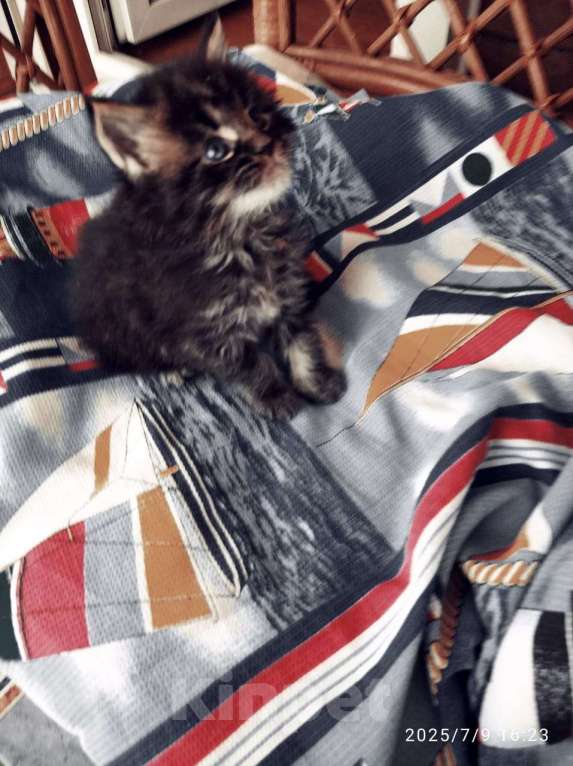 Кошки в других городах Ленинградской области: Котята в руковичках, котики и кошечки, разноцветные мурчалки Девочка, 45 000 руб. - фото 6