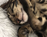 Кошки в Екатеринбурге: Бенгальский котенок Девочка, Бесплатно - фото 8