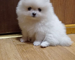 Собаки в Москве: Померанский шпиц красивая белая девочка с документами Девочка, 60 000 руб. - фото 3