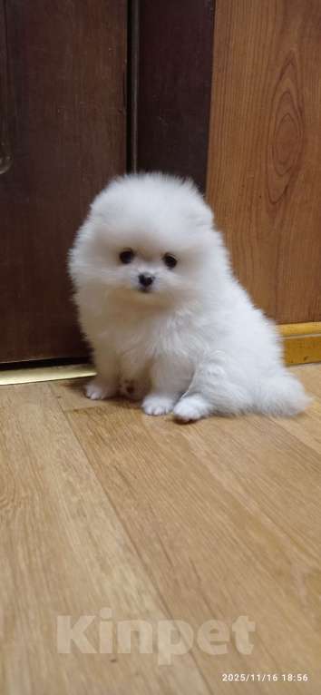 Собаки в Москве: Померанский шпиц красивая белая девочка с документами Девочка, 60 000 руб. - фото 3