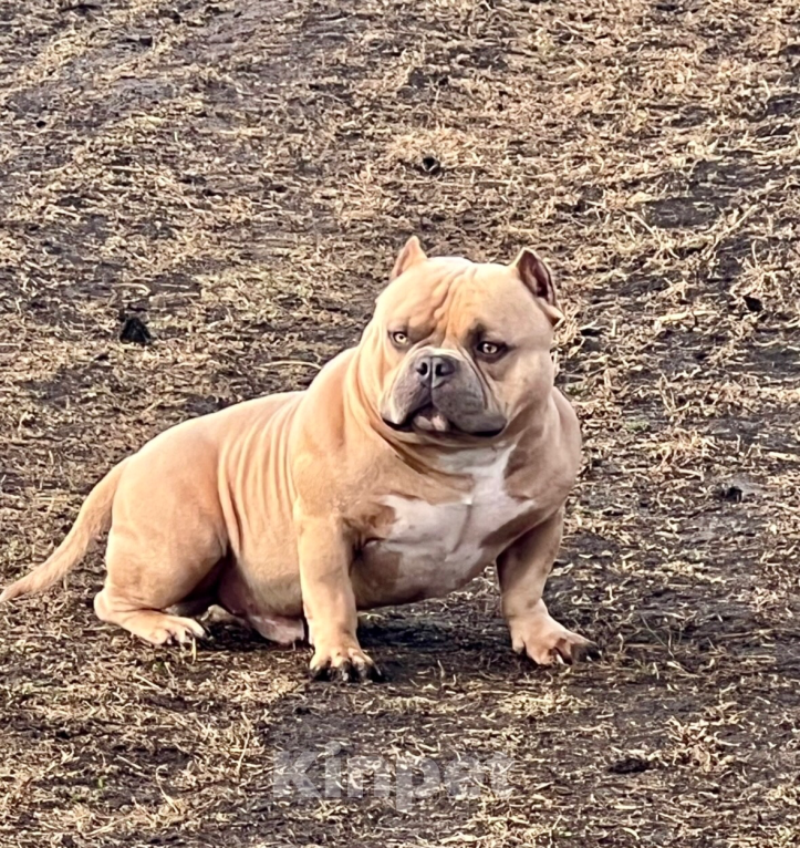 Собаки в Воронеже: Американский булли щенки Разнополые, 130 руб. - фото 3