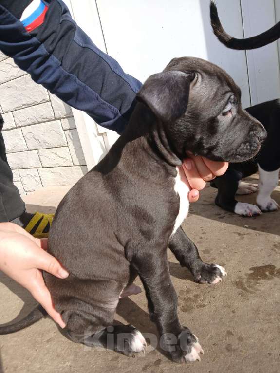 Собаки в других городах Краснодарского края: Американский стаффордширский терьер щенок  Мальчик, 9 000 руб. - фото 5