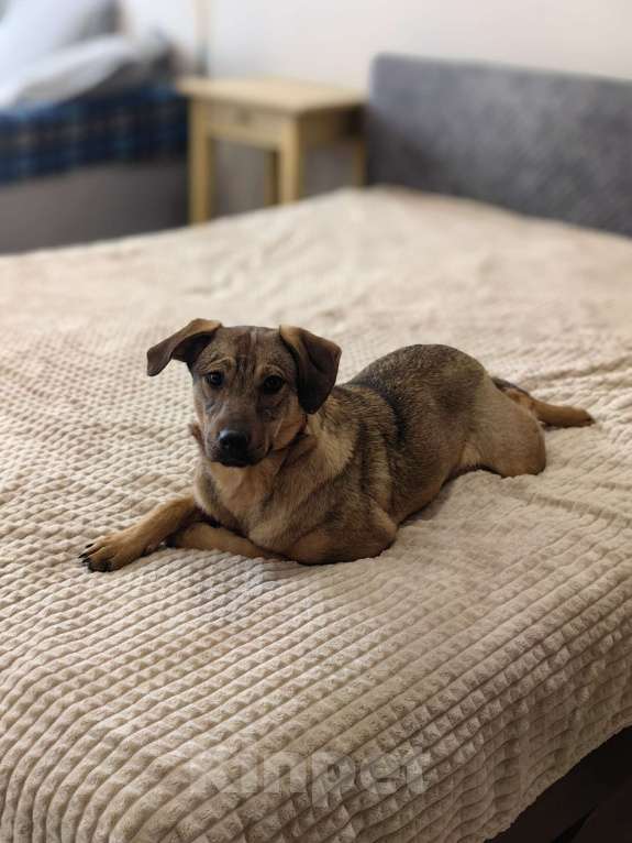 Собаки в Чехове: Алиса - идеальная собака для квартиры Девочка, Бесплатно - фото 3