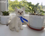 Кошки в Москве: Шотландский прямоухий короткошёрстный котёнок Мальчик, 15 000 руб. - фото 2
