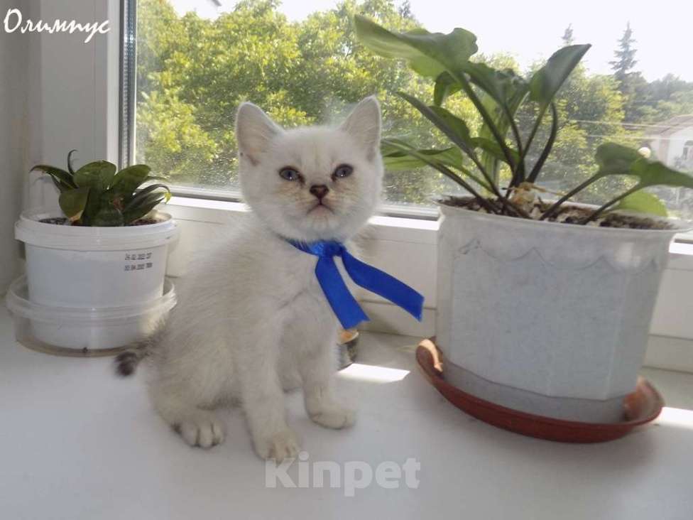 Кошки в Москве: Шотландский прямоухий короткошёрстный котёнок Мальчик, 15 000 руб. - фото 2