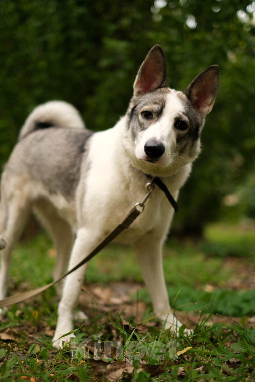 Собаки в Санкт-Петербурге: Рея из приюта в добрые руки Девочка, Бесплатно - фото 1