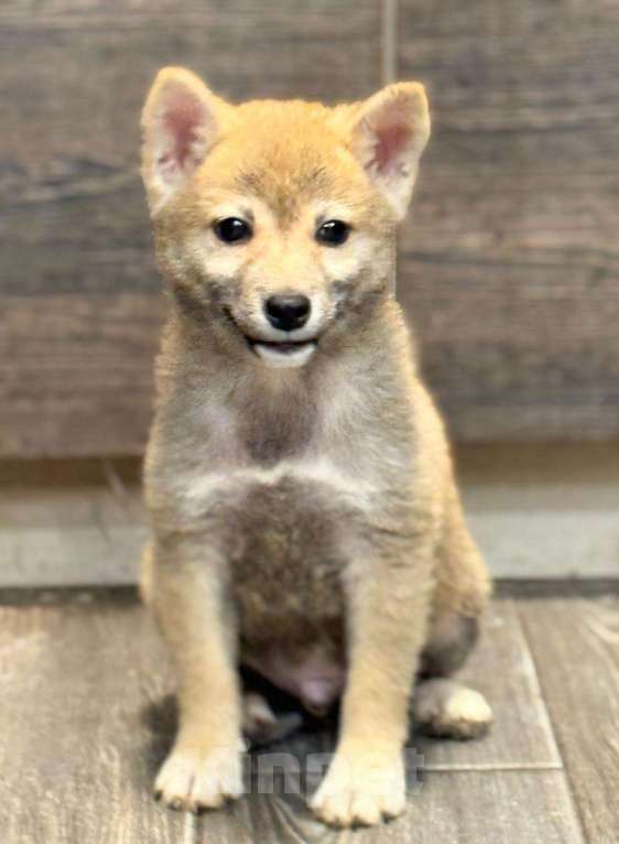 Собаки в Балашихе: Мальчик сиба мини размер Мальчик, 30 000 руб. - фото 2