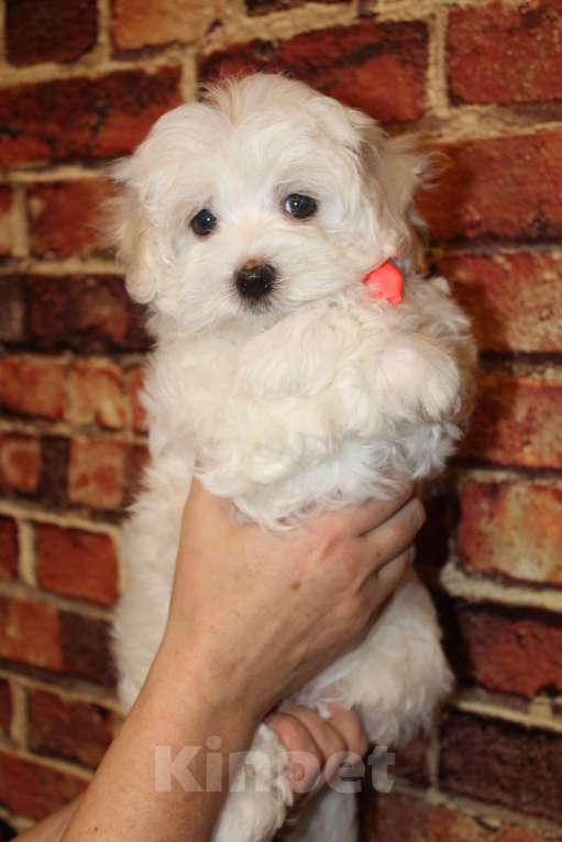 Собаки в Люберцах: ЩЕНОК МАЛЬТИПУ Мальчик, Бесплатно - фото 2