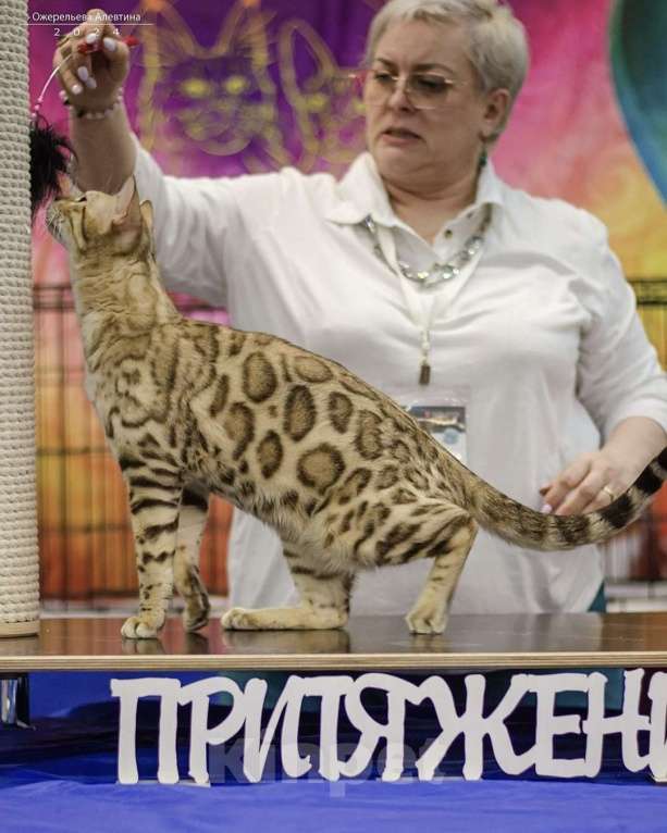 Кошки в Самаре: Бенгальский кот  Мальчик, 50 000 руб. - фото 7