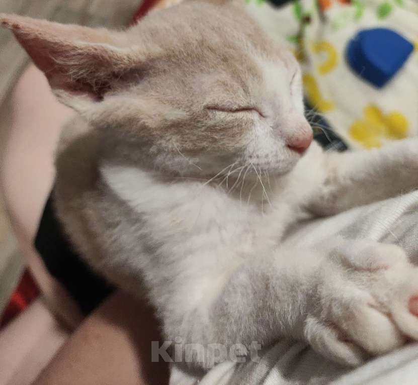 Кошки в Санкт-Петербурге: Донской сфинкс котёнок  Мальчик, 8 000 руб. - фото 6