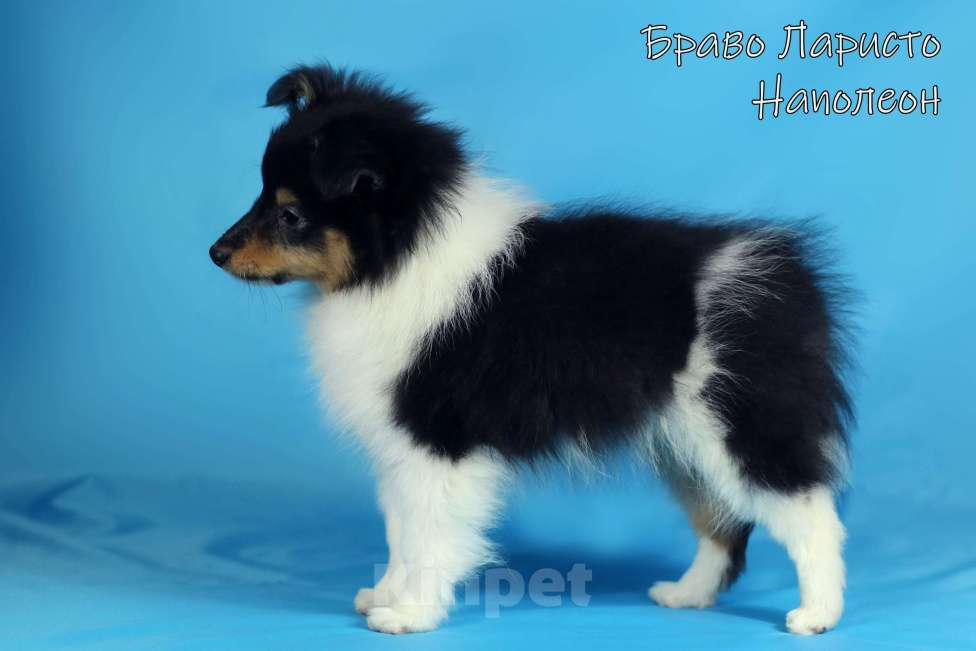 Собаки в Рязани: Щенки маленькой колли.Питомник шелти и мас Браво Ларисто Мальчик, 70 000 руб. - фото 4