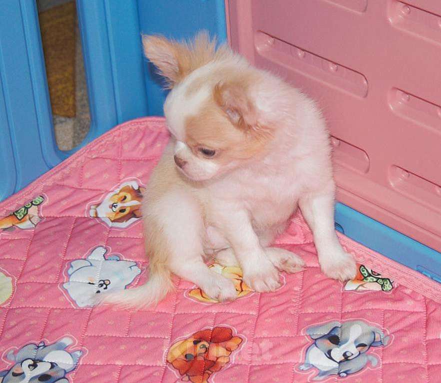 Собаки в Санкт-Петербурге: Девочка чихуахуа  Девочка, 50 000 руб. - фото 3