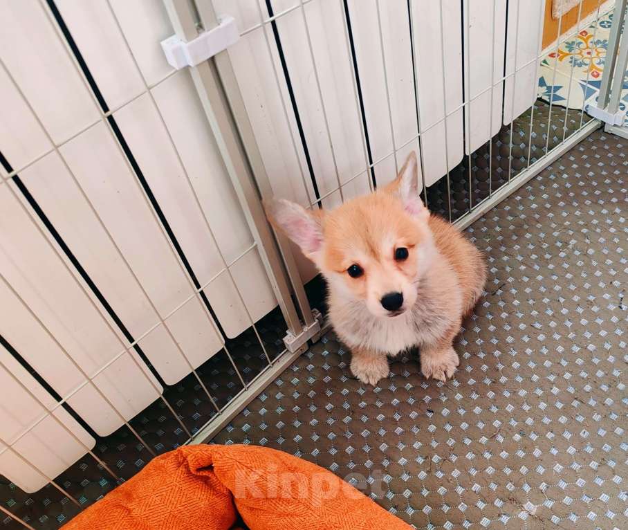 Собаки в Москве: Вельш корги пемброк щенки Девочка, 30 000 руб. - фото 1