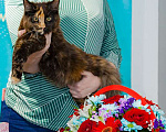 Кошки в Москве: Шоу-класс кошка мейн-кун 7 мес Девочка, 25 000 руб. - фото 7