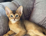Кошки в Волгограде: Абиссинские котята  Девочка, 25 000 руб. - фото 1