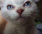 Кошки в Ореховом-Зуево: кошечка 2 месяца Девочка, 4 000 руб. - фото 1