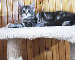 Кошки в Москве: Котик мейн-кун от родителей Чемпионов породы Мальчик, Бесплатно - фото 3