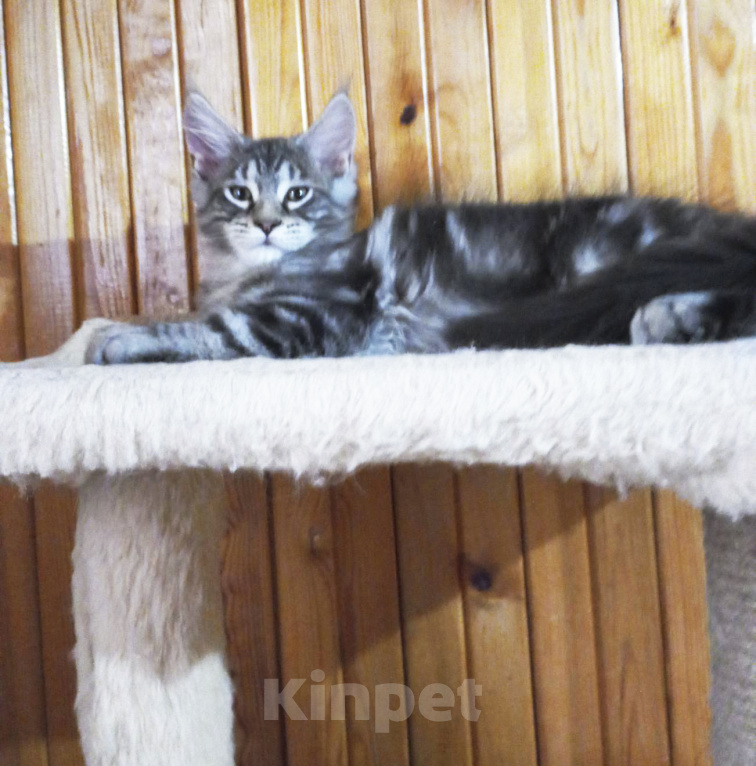 Кошки в Москве: Котик мейн-кун от родителей Чемпионов породы Мальчик, Бесплатно - фото 3