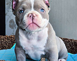 Собаки в Москве: Американский булли Микро Экзот Мальчик, 350 000 руб. - фото 5