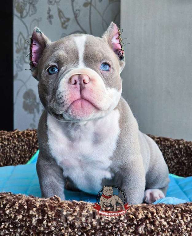 Собаки в Москве: Американский булли Микро Экзот Мальчик, 350 000 руб. - фото 5