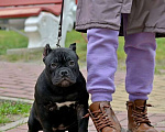 Собаки в Курске: Девочка булли черного окраса Девочка, 120 000 руб. - фото 5