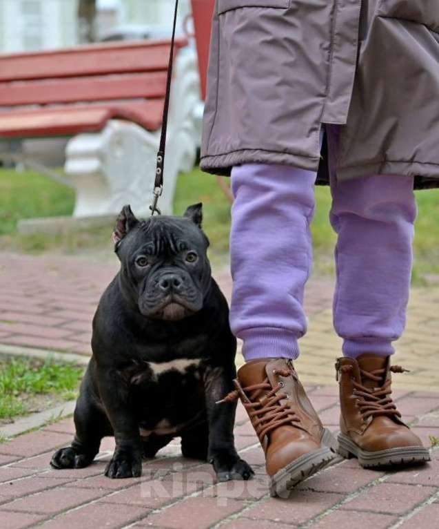 Собаки в Курске: Девочка булли черного окраса Девочка, 120 000 руб. - фото 5