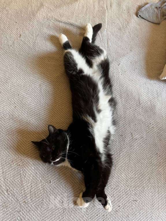 Кошки в Москве: Отдам кошечку в добрые руки! Девочка, Бесплатно - фото 1