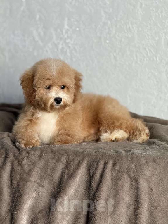 Собаки в Новосибирске: Щенок мальтипу, девочка Девочка, 80 000 руб. - фото 5