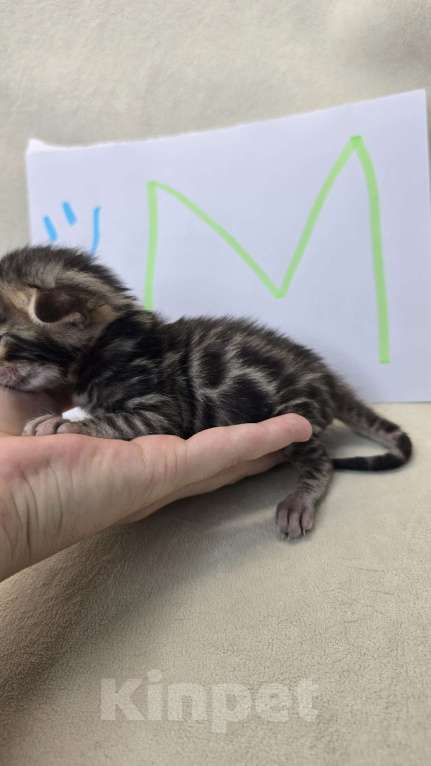 Кошки в Ростове-на-Дону: Бенгальские тигрята Мальчик, 60 000 руб. - фото 7