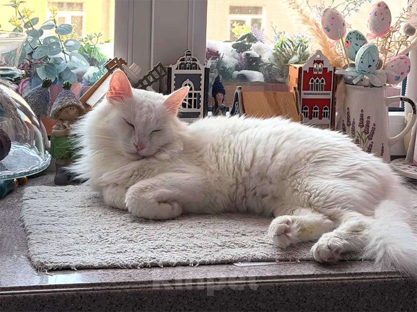Кошки в Санкт-Петербурге: Белый пушистый котик по имени Килл ищет дом Мальчик, Бесплатно - фото 3