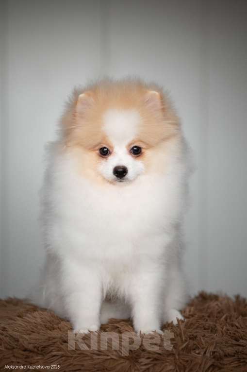 Собаки в Челябинске: Померанский шпиц мальчик Мальчик, Бесплатно - фото 3