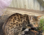 Кошки в Москве: Котенок-девочка, живет на улице, очень нужен дом Девочка, Бесплатно - фото 2