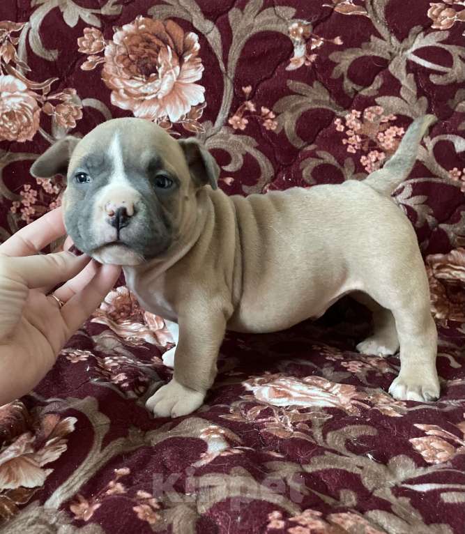 Собаки в Екатеринбурге: Американский булли, щенки Мальчик, 45 000 руб. - фото 6