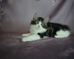 Кошки в Егорьевске: Котята Курильский бобтейл Мальчик, 40 000 руб. - фото 3
