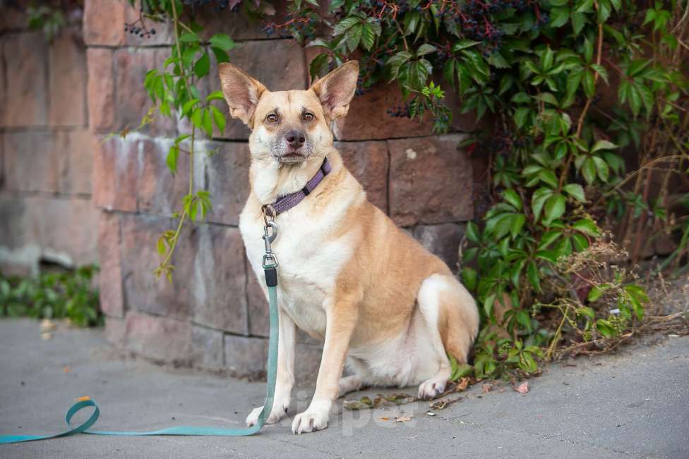 Собаки в Москве: Домашняя собака в поисках своей семьи Девочка, Бесплатно - фото 6
