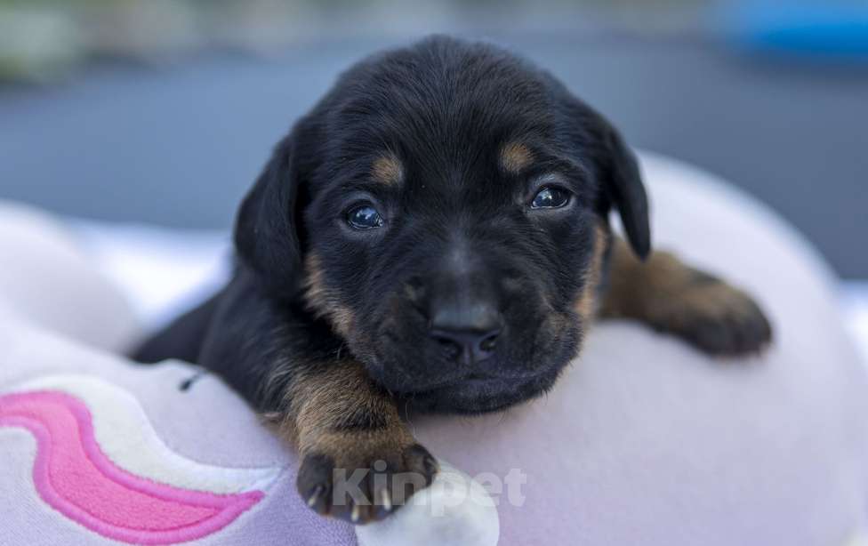 Собаки в Москве: Щенячья команда ищет самых лучших людей Девочка, Бесплатно - фото 3