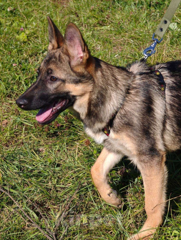 Собаки в Москве: Рада ищет семью Девочка, Бесплатно - фото 5