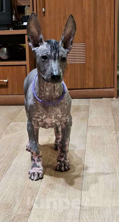 Собаки в Великом Новгороде: Девочки Ксолоитцкуинтли Стандарт  Девочка, 180 000 руб. - фото 4