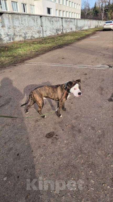 Собаки в Уфе: пропапал пес Мальчик, Бесплатно - фото 2