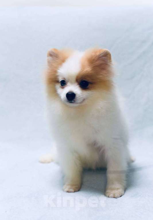 Собаки в Москве: Девочка померанского шпица бело-кремово мраморного окраса Девочка, 50 000 руб. - фото 4