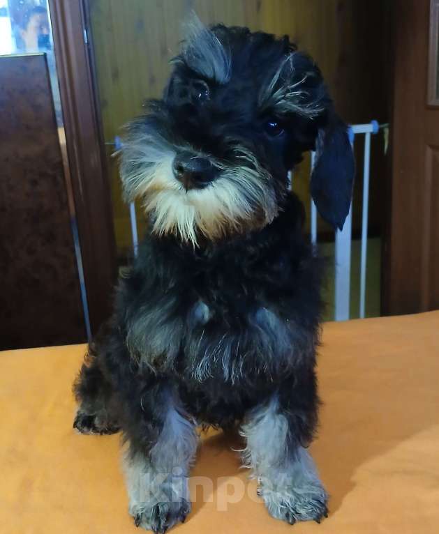 Собаки в Санкт-Петербурге: Четыре кобеля 2 окрасов Мальчик, 50 000 руб. - фото 6